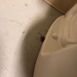 Meet your Posher, Mason